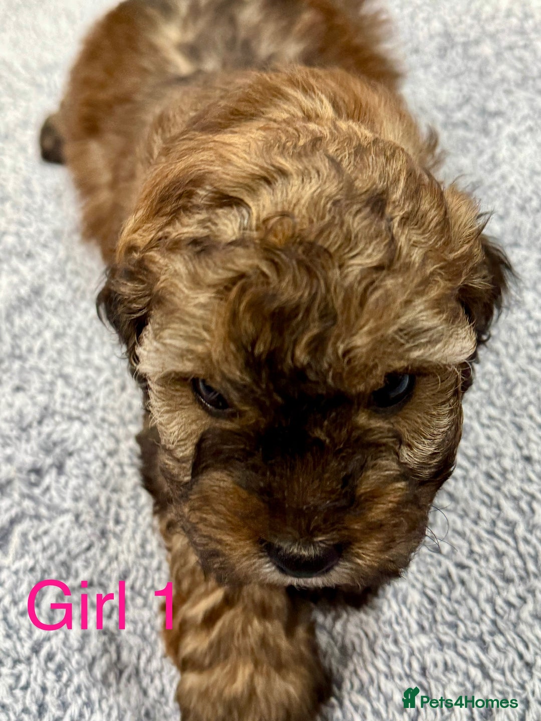 Cockapoo dogs for sale: Outstanding Cockapoos Fully Health Tested  - Image 16