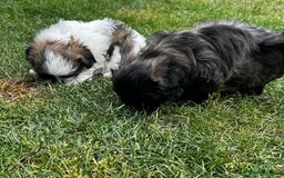 Shih Tzu dogs for sale: Shih tzu puppies looking for a forever home. - Image 23
