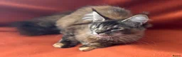 Maine Coon cats for sale: ONLY 2 LEFT GCCF PEDIGREE MAINECOON KITTENS - Advert 30
