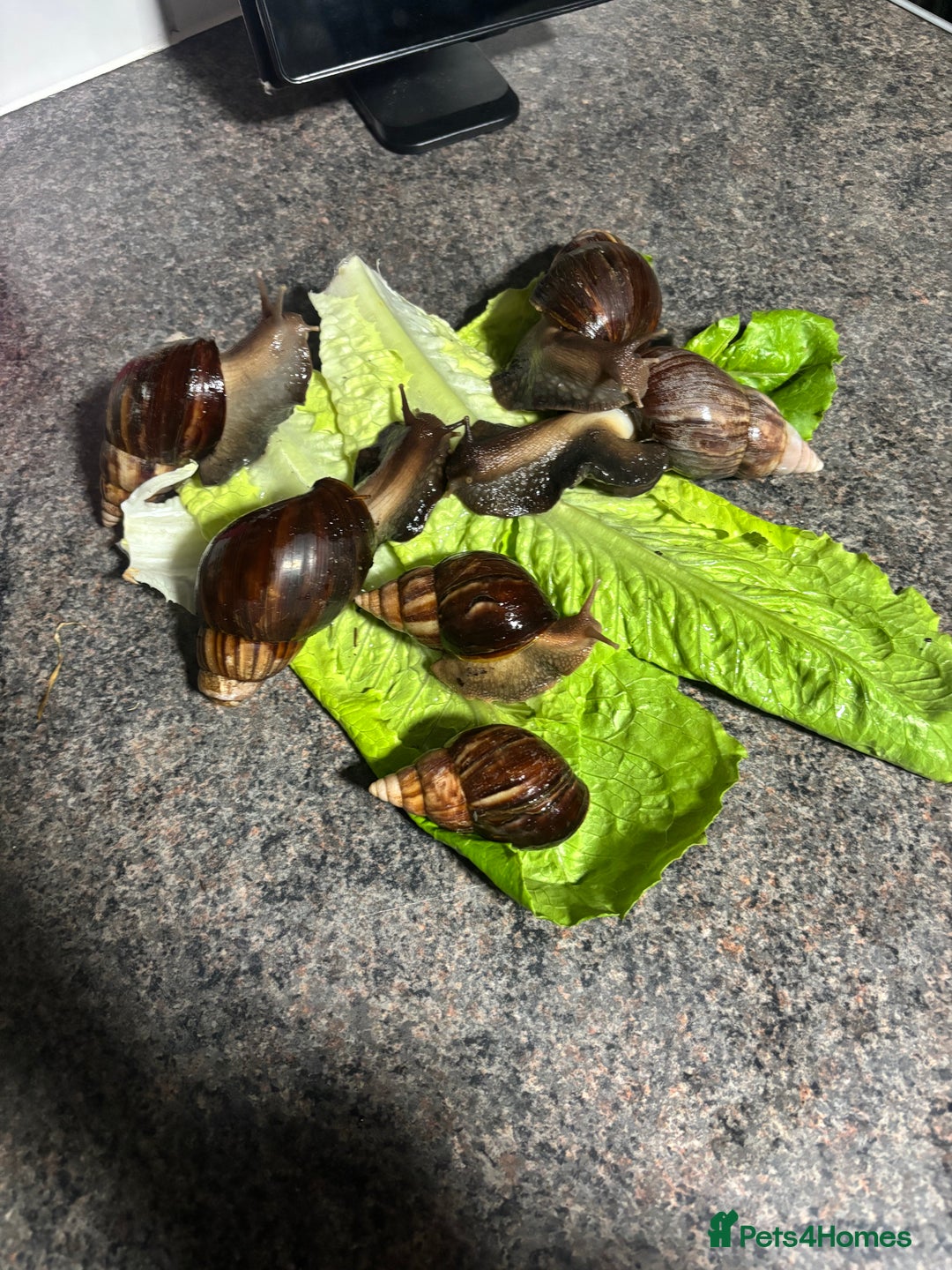 Snails invertebrates for sale: Giant African land snails  - Advert 3