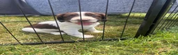 English Springer Spaniel dogs for sale: KC Reg Male Springer Spaniel pups  - Advert 7