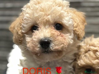 Poochon dogs 2 Poochons, Both Girls 💝Ready Now in Cheshire - Advert 5