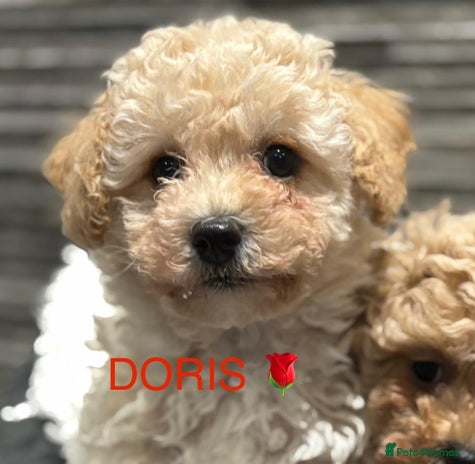 Poochon dogs 2 Poochons, Both Girls 💝Ready Now in Cheshire - Advert 14