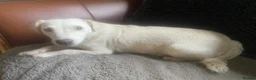 Jack Russell dogs for sale: 1 beautiful boy Jack Russell left  - Advert 20