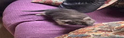 Maine Coon cats for sale: 2 gorgeous maine coon kits  - Advert 3