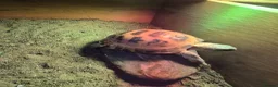 Tortoise reptiles for sale: Much-Loved Horsefield Tortoises Need New Homes in Bracknell - Advert 7