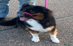 Australian Shepherd dogs for sale: Young Australian Shepherd female dog for sale - Image 8