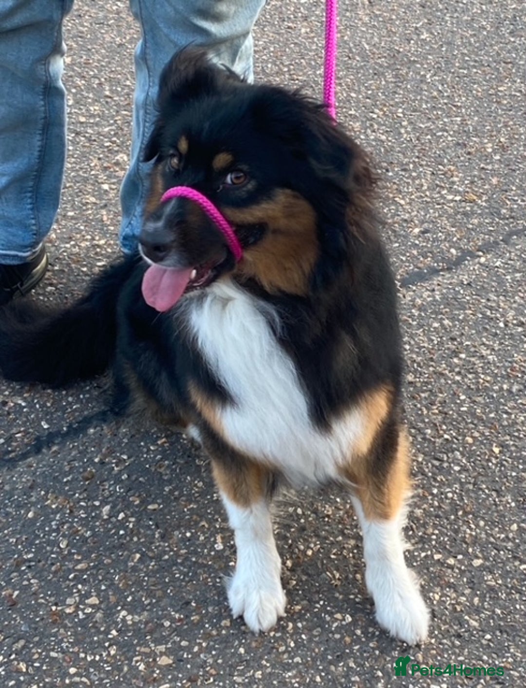 Australian Shepherd dogs for sale: Young Australian Shepherd female dog for sale - Image 8