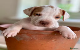 Pointer dogs for sale: KC reg Pointer Puppies - Image 16