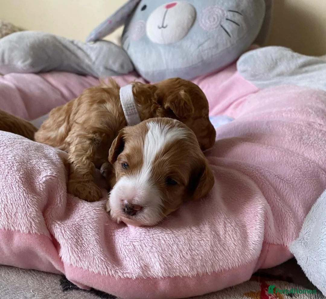 Maltipoo dogs for sale: DNA health tested maltipoo puppies  - Advert 1