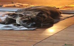 Olde English Bulldogge dogs for sale: Olde thyme bulldogge - Advert 2