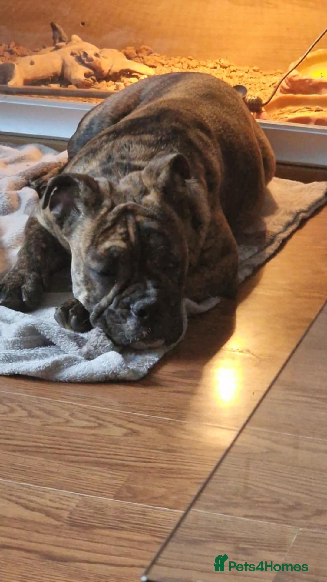 Olde English Bulldogge dogs for sale: Olde thyme bulldogge - Advert 2