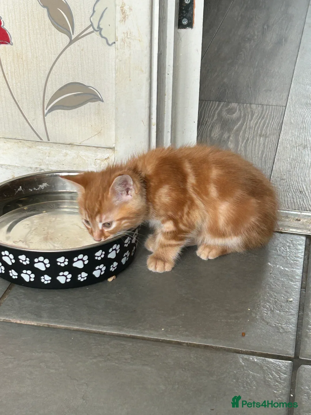 Mixed Breed cats for sale: Maine coon x  - Advert 2