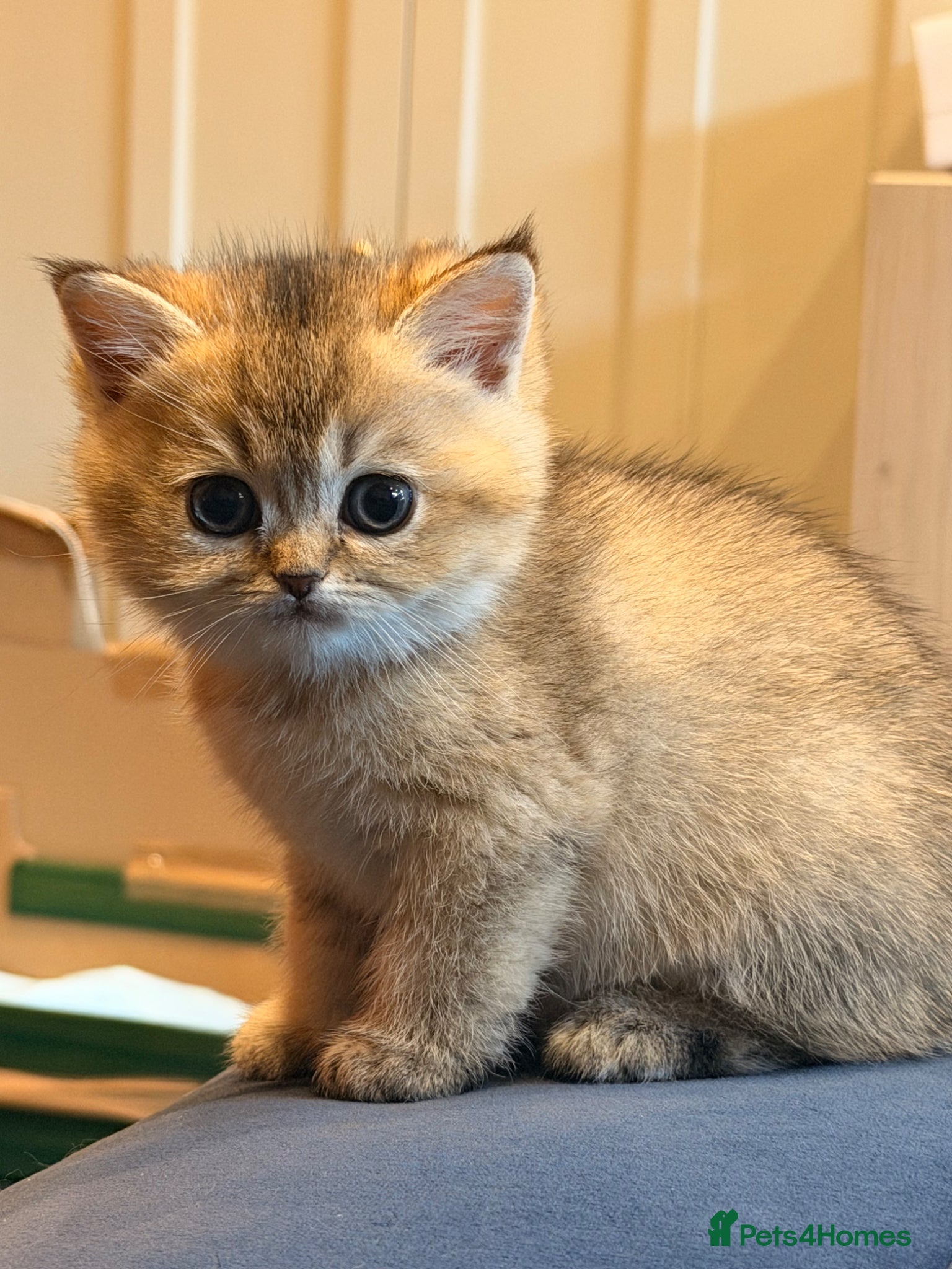 British Shorthair cats British Shorthair Golden Chinchilla Kittens - Advert 1