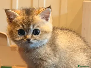 British Shorthair cats British Shorthair Golden Chinchilla Kittens - Advert 12