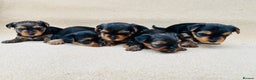 Yorkshire Terrier dogs for sale: Beautiful litter of Yorkshire terrier puppies - Advert 3