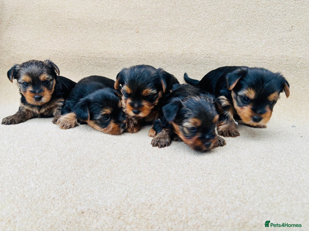 Yorkshire Terrier dogs for sale: Beautiful litter of Yorkshire terrier puppies - Advert 3