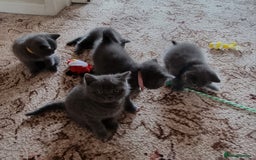 British Shorthair cats for sale: Gorgeous BSH kittens  - Image 28