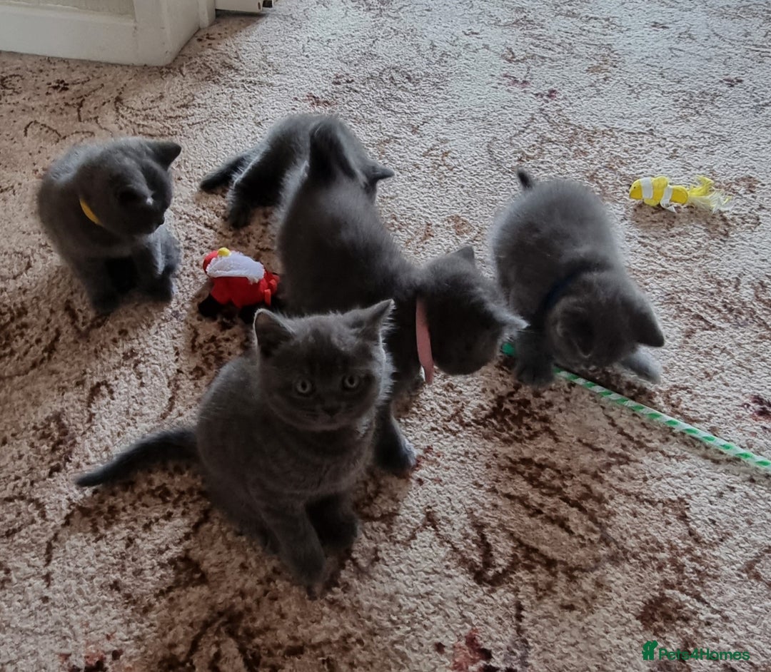 British Shorthair cats for sale: Gorgeous BSH kittens  - Image 28