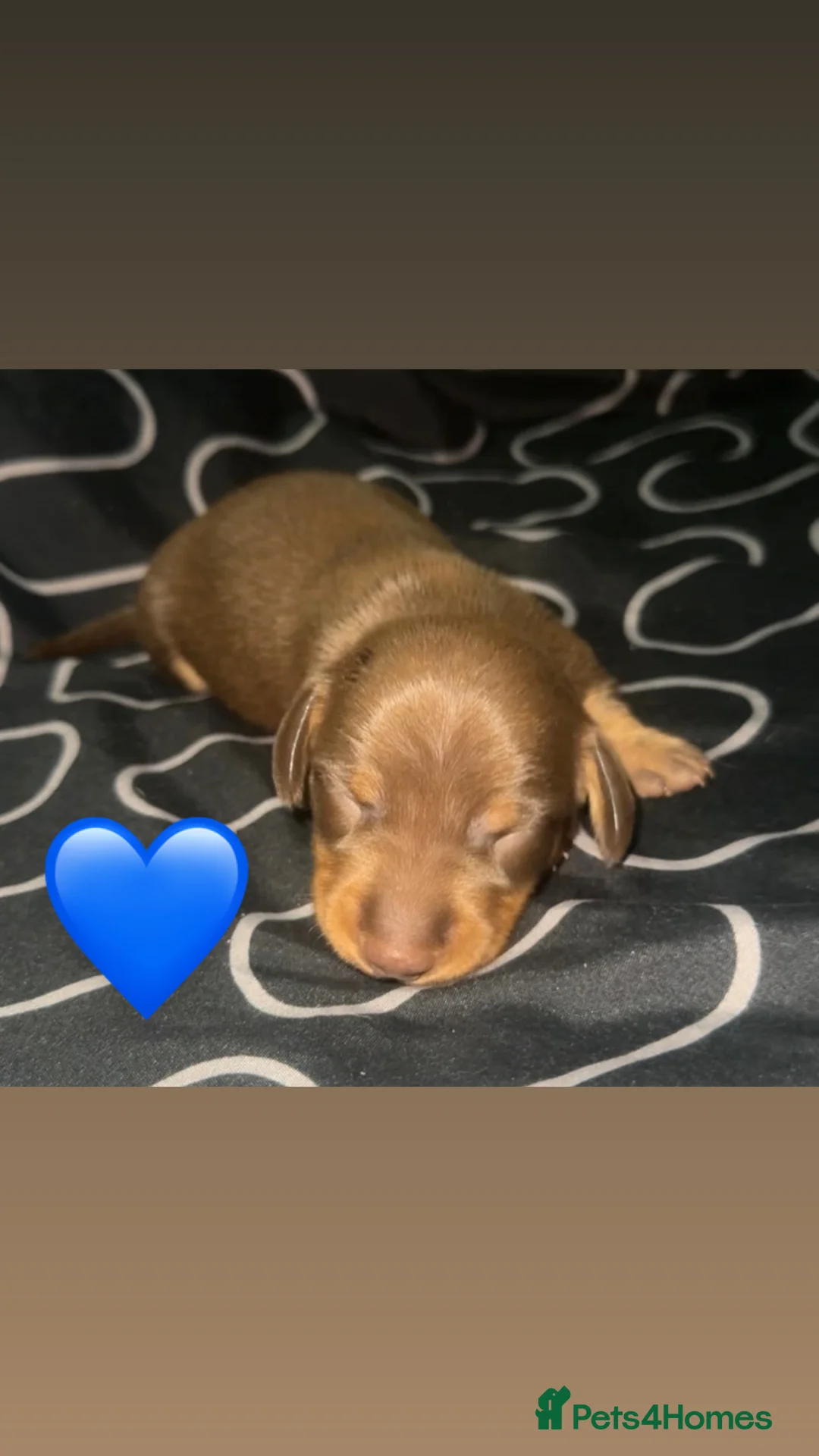 Miniature Dachshund dogs for sale: Miniature short-haired dachshunds (1 girl left) - Advert 26