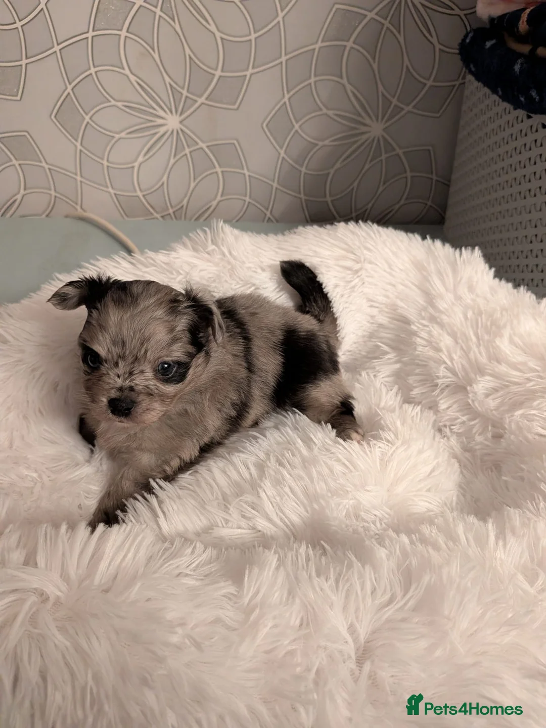 Pomchi dogs for sale: Beautiful Pomchi Puppies Loving 🏠 Reared Litters - Advert 21