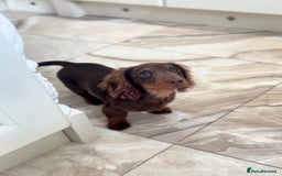 Miniature Dachshund dogs for sale: Long haired mini dachshunds  in Southport - Image 2
