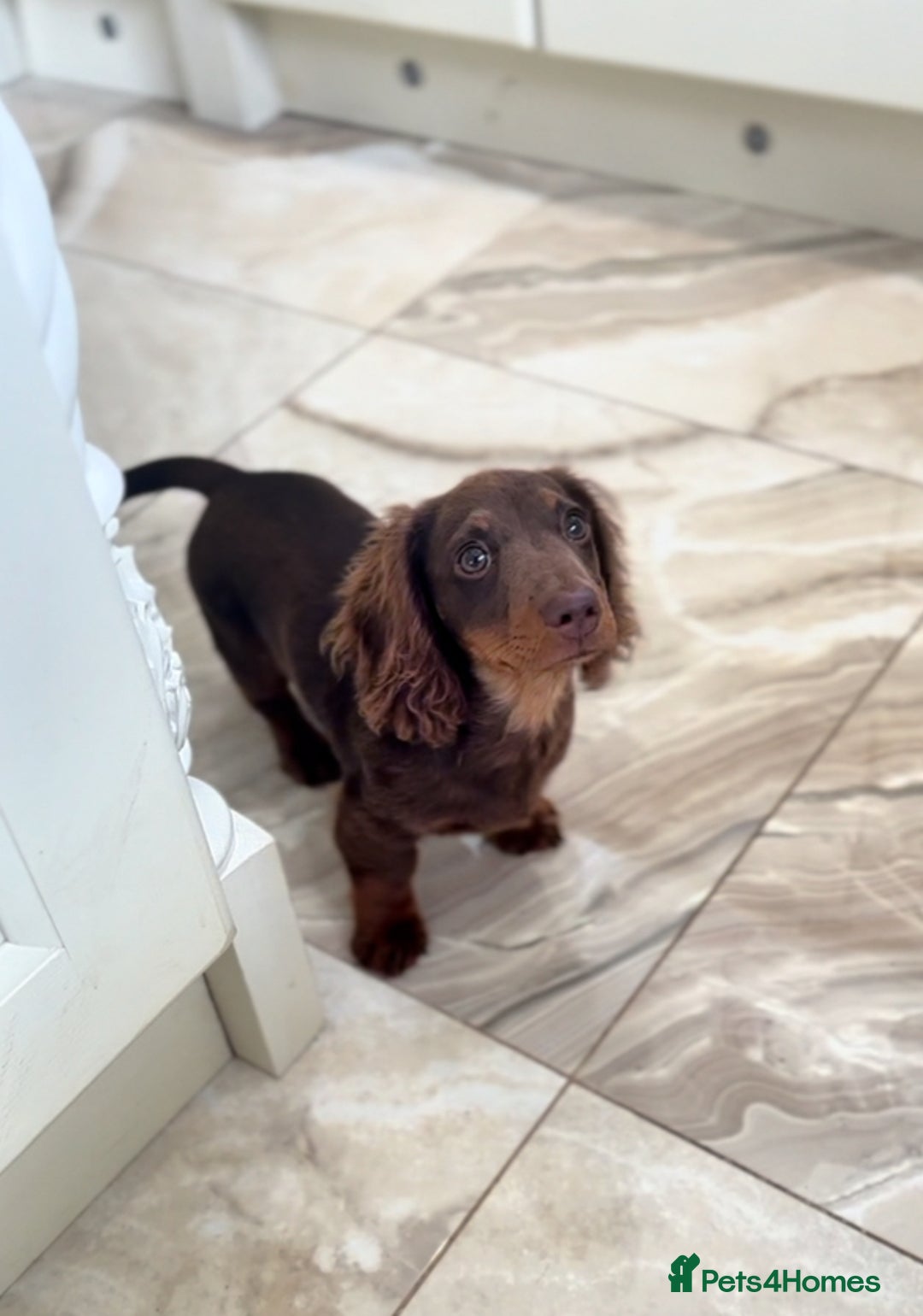 Miniature Dachshund dogs for sale: Long haired mini dachshunds  in Southport - Image 2