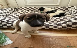 Mixed Breed dogs for sale: 4beautiful terrierxGerman ShepherdxLabrador puppy - Image 10