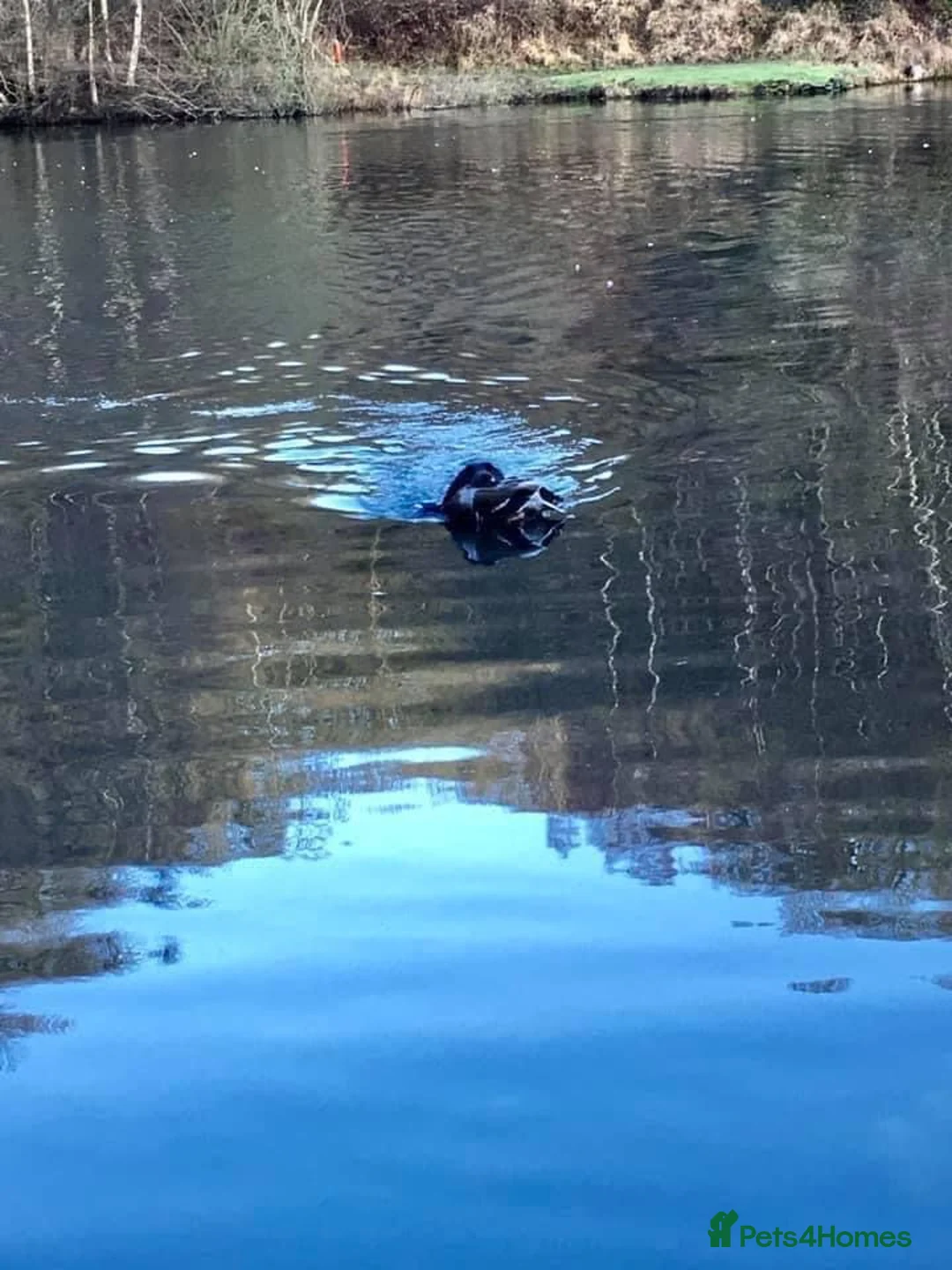 Labrador Retriever dogs for stud: 0/0 HIP & ELBOWS FULLY HEALTH TESTED BLACK STUD in Malton - Advert 4