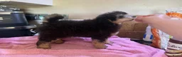 Toy Poodle dogs for sale: KC reg Toy Poodles - 1 LEFT vaccinated and ready - Advert 4