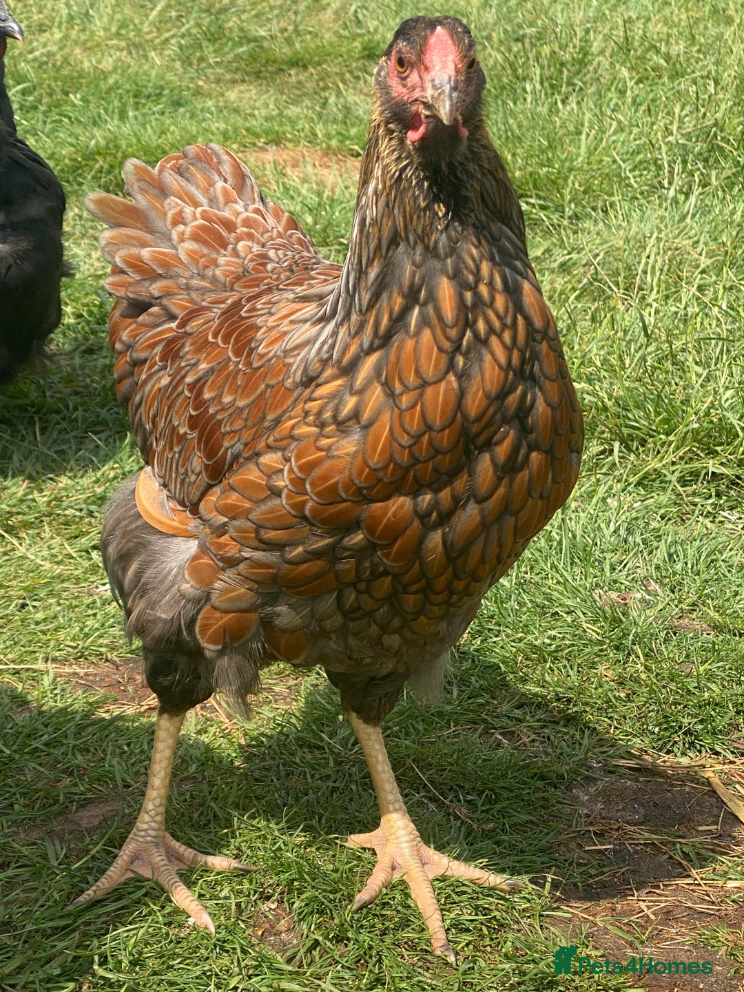 Mixed Breed birds for sale: Point of lay Hens & Pullets – VARIOUS BREEDS 🦚  - Image 11