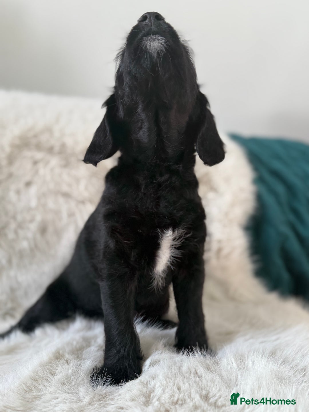 Mixed Breed dogs for sale: Girl Mixed Breed Puppy 13 Weeks Old - Advert 6