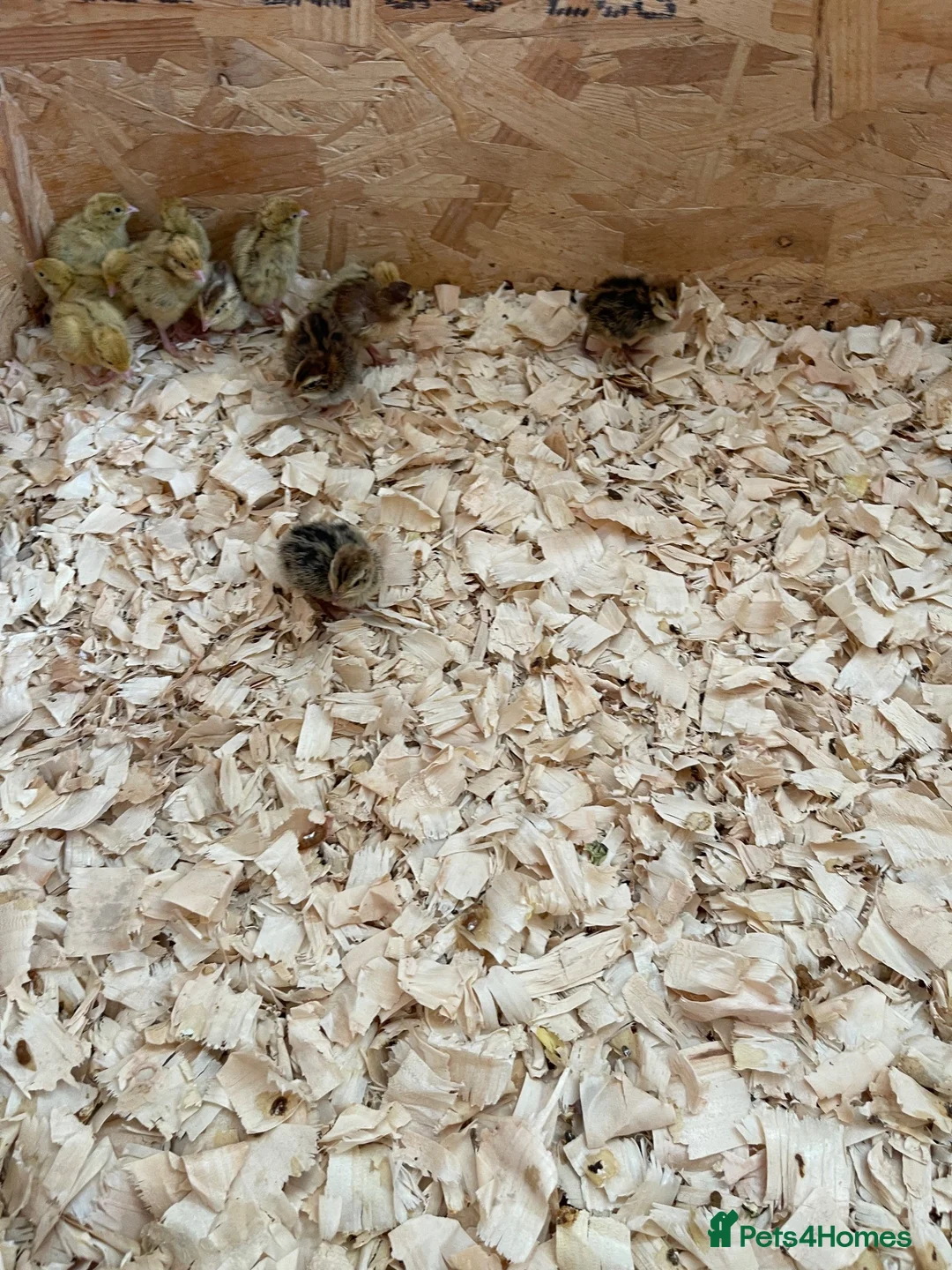 Chickens poultry for sale: Quail chicks - Advert 5