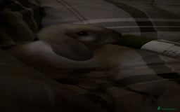 English Lop rabbits for sale: English lop (need gone asap) - Image 3