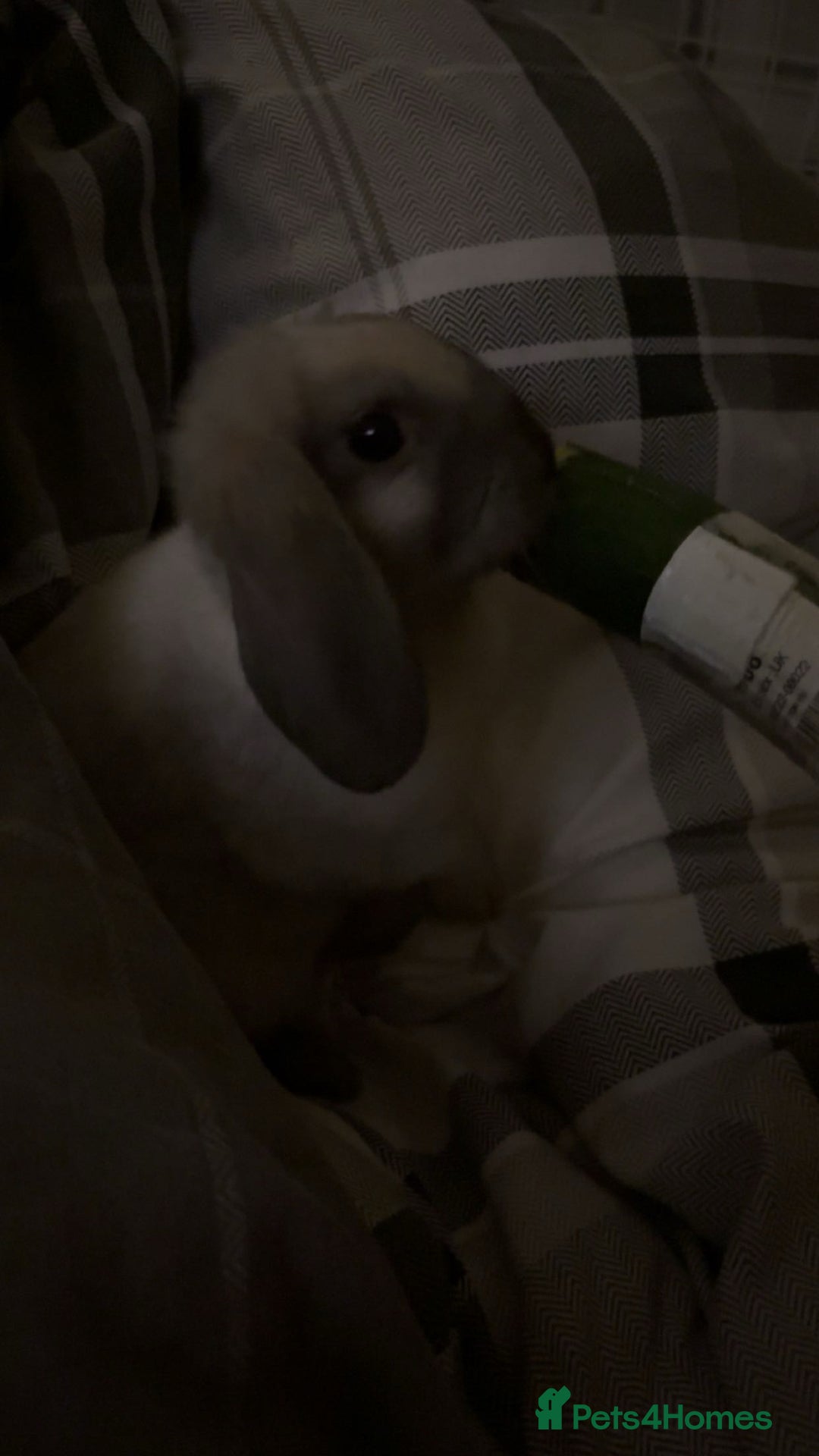 English Lop rabbits for sale: English lop (need gone asap) - Image 3