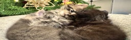 Maine Coon cats for sale: Maine coon cross kitten  - Advert 7