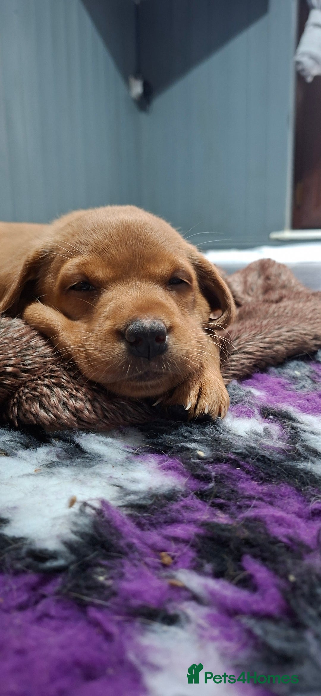 Labrador Retriever dogs for sale: KC registered Fox Red labrador puppies for sale - Image 8