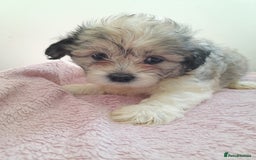 Mixed Breed dogs for sale: Jack Tzu  - Image 11