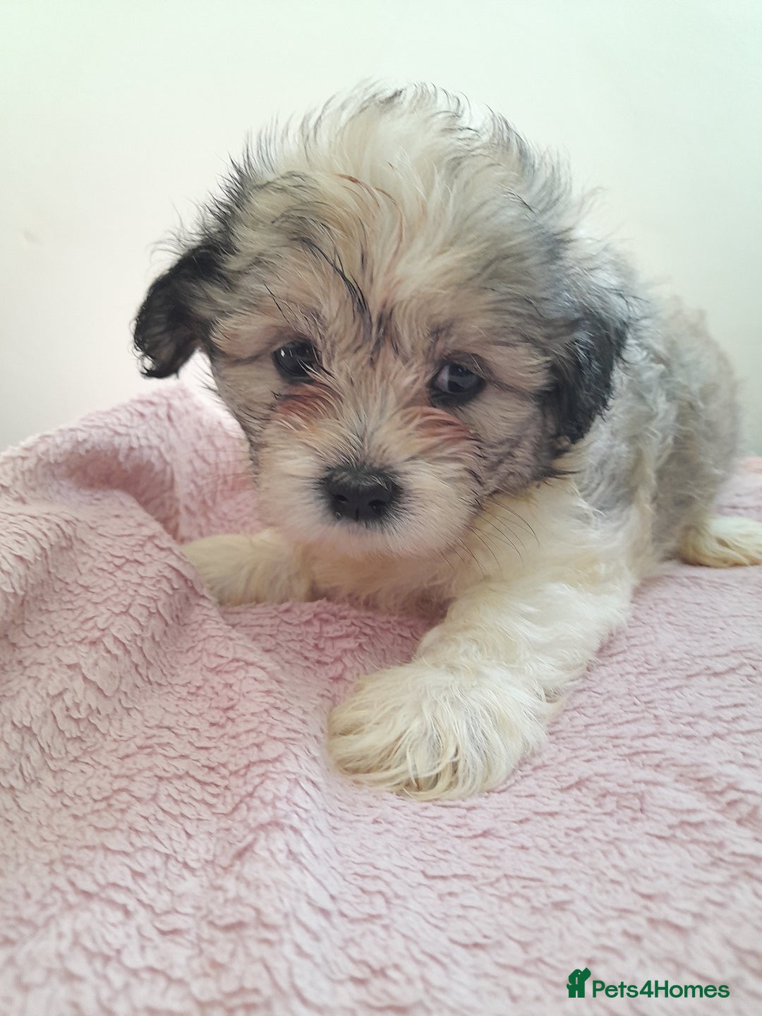 Mixed Breed dogs for sale: Jack Tzu  - Image 11