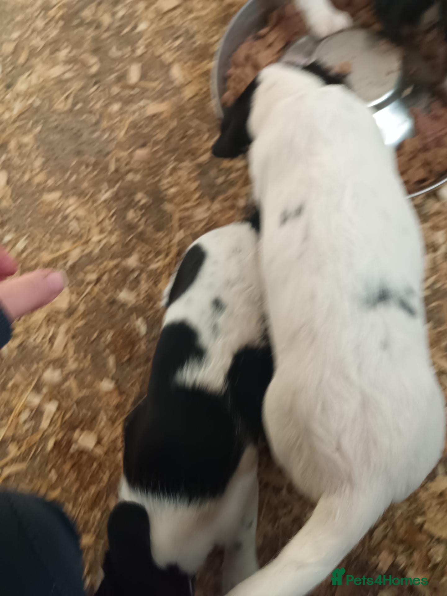 Sprocker dogs Quality Spaniels  - Advert 2