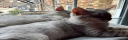 British Shorthair cats for sale: 2 boy BSH kittens left! (£500 for both) - Advert 3