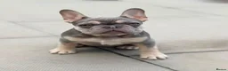 French Bulldog dogs for sale: Frenchie  - Advert 2