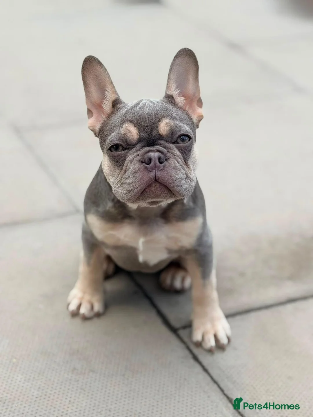 French Bulldog dogs for sale: Frenchie  - Advert 2