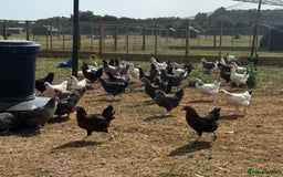 Chickens poultry for sale: Hybrid Pullets - POL - Image 3