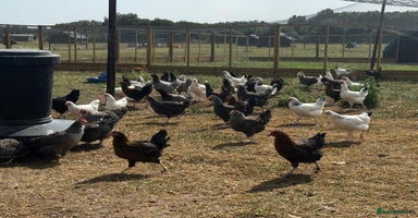 Chickens poultry - Advert 13