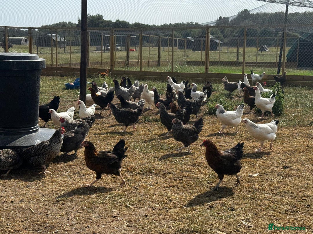 Chickens poultry for sale: Hybrid Pullets - POL - Image 3