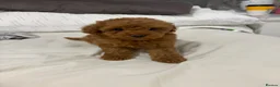 Toy Poodle dogs for sale: 🐩Two Beautiful Red Toy Poodle Girls 🐩 - Advert 11