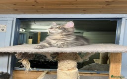 Maine Coon cats for sale: 2 Maine Coon Boys Ready To Go! - Image 8