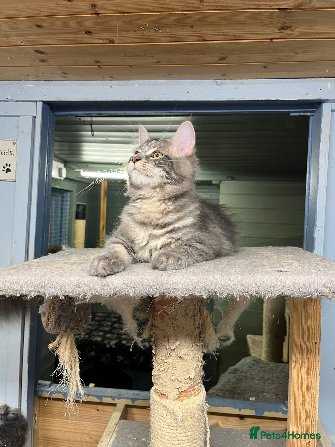Maine Coon cats for sale: 2 Maine Coon Boys Ready To Go! - Image 8
