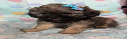 Toy Poodle dogs for sale: Peakpoos - Advert 8